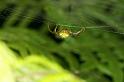 Araniella_cucurbitina_D4915_Z_90_Les Gris_Frankrijk